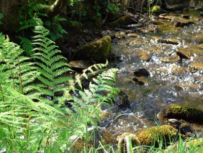 New fern growth, Dare Valley Country Park