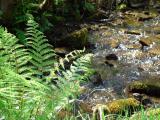 New fern growth, Dare Valley Country Park