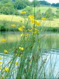Buttercups and Reeds, Dare Valley Country Park