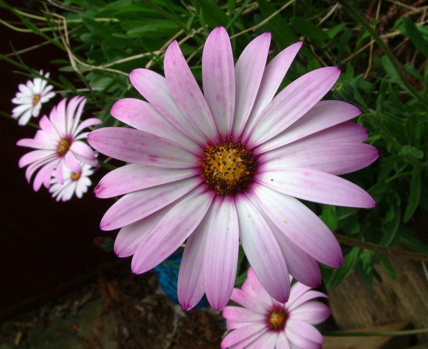 A flower that grows over my wall