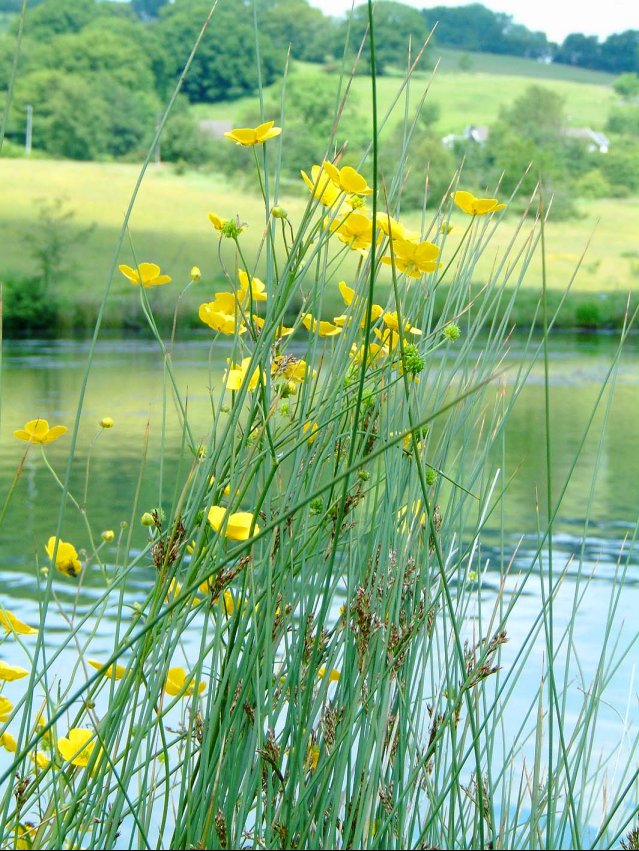 Buttercups and Reeds, Dare Valley Country Park