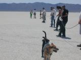 Dogs. herd the Humans. into place for the Trans-Playa races.