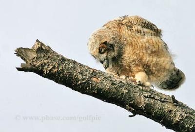 Owlet coughing up pellet