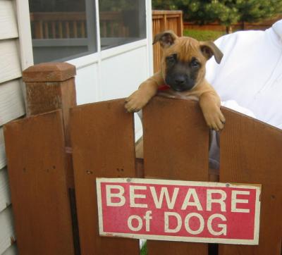 beware of dog