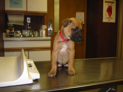 first visit to the vet