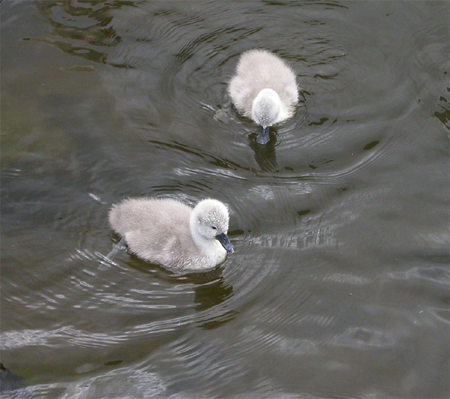 Cygnets