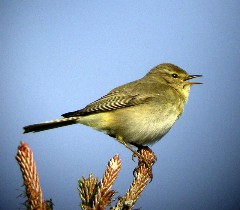 Willow Warbler