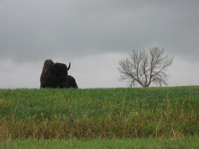 Teddy Roosevelt Nat'l Park