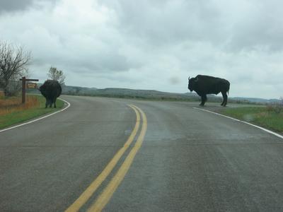 Teddy Roosevelt Nat'l Park 7