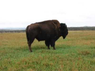 Teddy Roosevelt Nat'l Park 8
