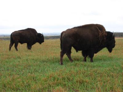 Teddy Roosevelt Nat'l Park 9