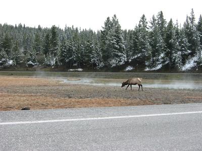 Yellowstone 4