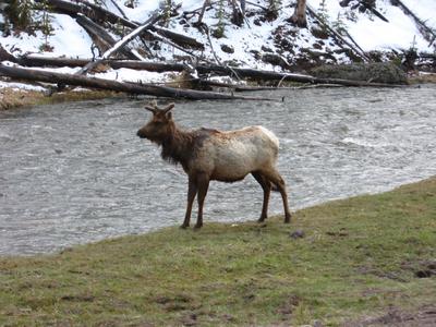 Yellowstone 10