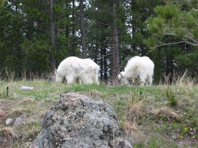 Mountain Goats at Mt. Rushmore