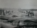 dead whales