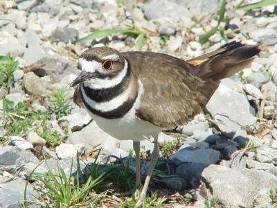 Killdeer 01