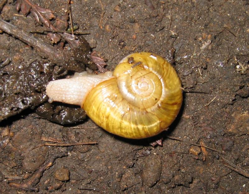 <br>Deb: OOOH!!! A SNAIL!!!!  </br><br>Tony: yeah?  </br><br>Tony thinking: Why is she so excited about a snail???</br>
