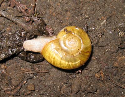 Deb: OOOH!!! A SNAIL!!!!  Tony: yeah?  Tony thinking: Why is she so excited about a snail???