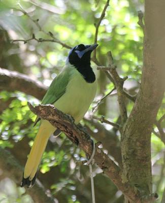 Green Jay (Green) - Northeast Mexico/south Texas form