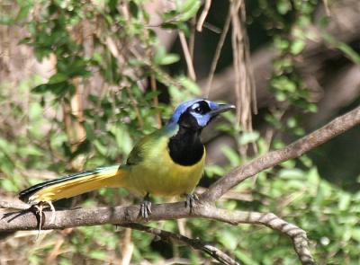 Green Jay (Green) - Northeast Mexico/south Texas form
