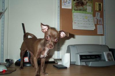 Gypsy 23wks