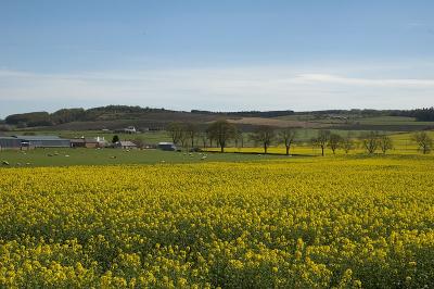 Oil Seed Rape.