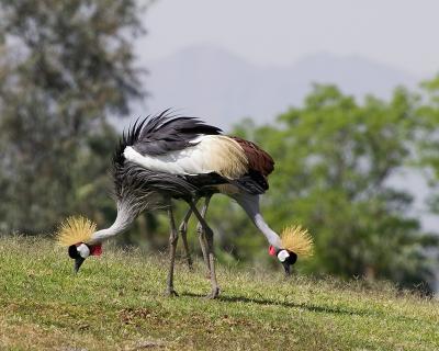 African Crowned Cranes
