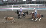Cody night rodeo