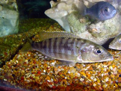 Wild Male Sciaenochromis ahli from Itungi