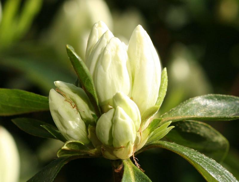Azalea Flower Buds