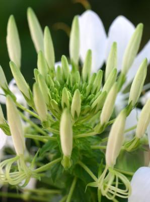 White Cleome Crown