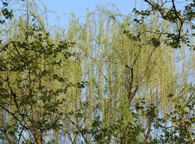 New Foliage for Willow  & Sycamore Trees WSVG