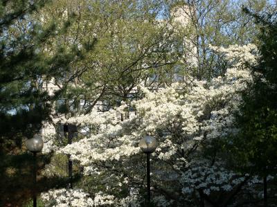Dogwood, Sycamore & Pine Trees WSVG
