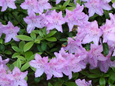 Azaleas