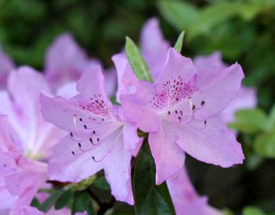 Azaleas