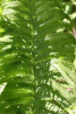 Austrian Fern