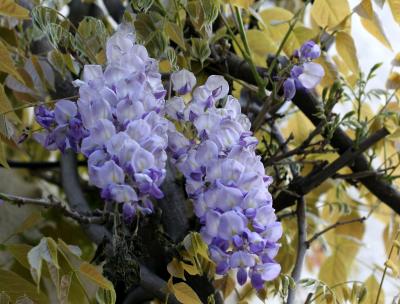 Wisteria