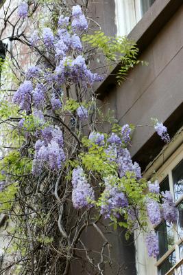 Wisteria