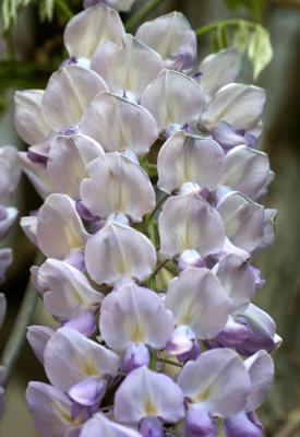 Wisteria