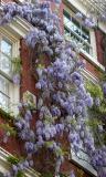 Wisteria