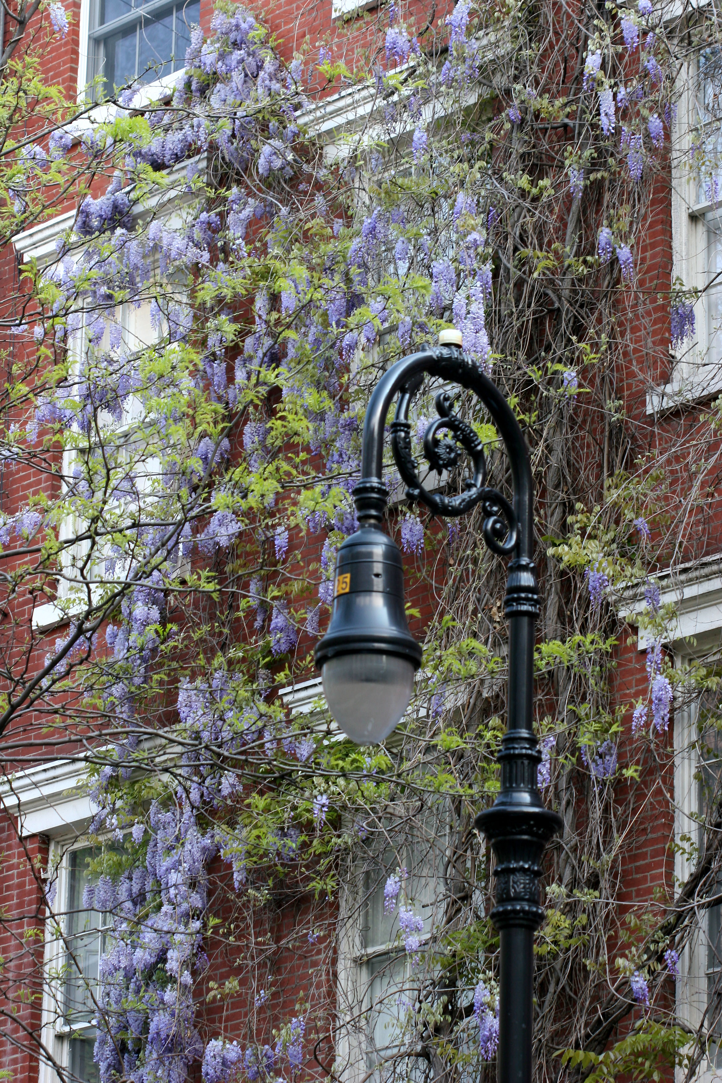 Wisteria