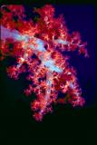 soft coral