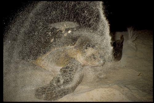  Turtle laying eggs