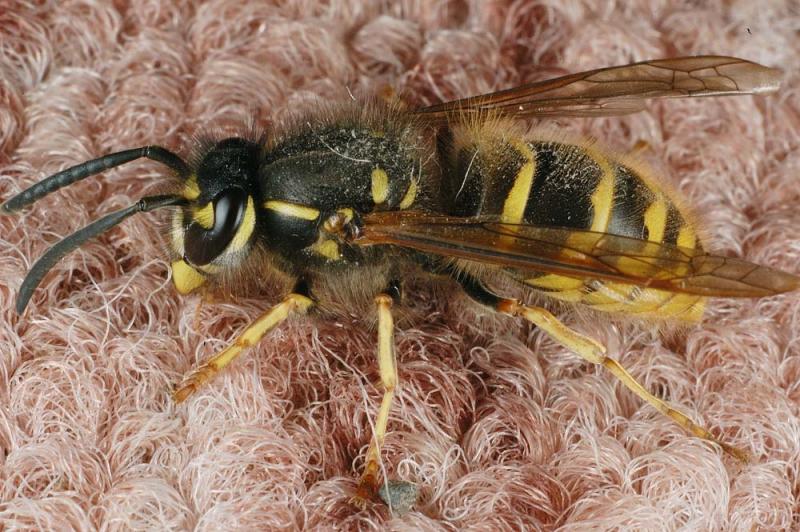 Vespula-vulgaris.jpg