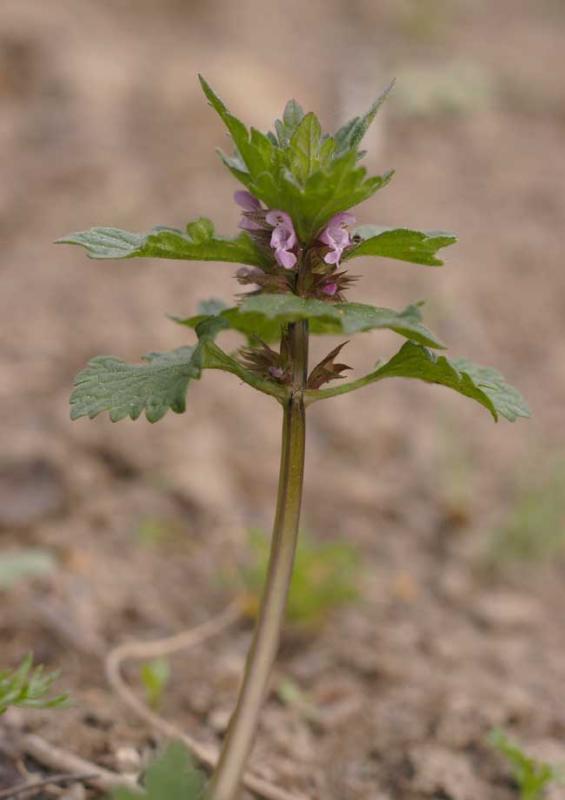 Lamium-purpureum.jpg