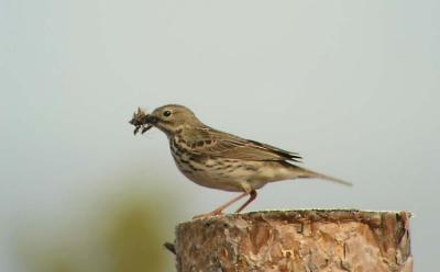 Anthus-pratensis.jpg