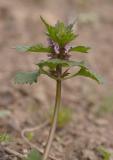 Lamium-purpureum.jpg