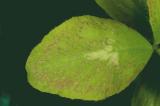 Trifolium pratense-Ozone-injury.jpg