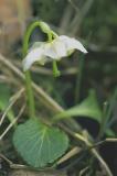 Moneses-uniflora.jpg