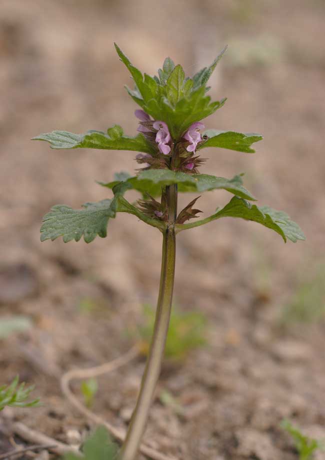 Lamium-purpureum.jpg